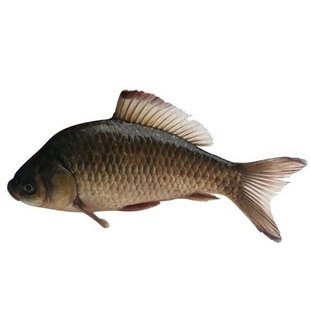 东北正宗松花江特产大鲫鱼新鲜鲜活速冻淡水鱼孕妇下奶月子炖汤