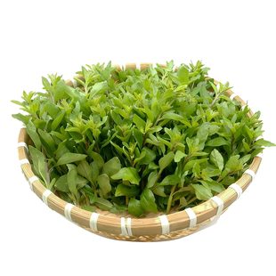 广西枸杞菜芽菜叶菜头新鲜野生可食用农家有机冷门蔬菜淘菜菜生鲜