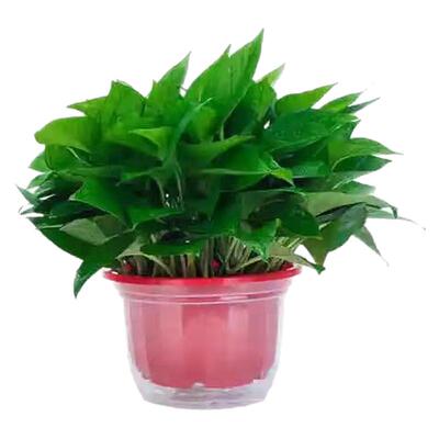 新房绿萝盆栽室内客厅绿植花卉家用净化空气长藤绿箩植物室内吊兰