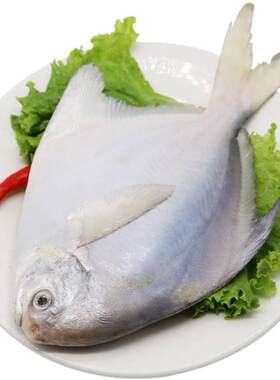 鲜优虹东海银鲳鱼鲜活冷冻