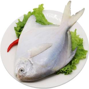 舟山银鲳鱼特大新鲜冷冻东海野生海捕白鲳鱼平鱼镜鱼昌鱼国产海鲜