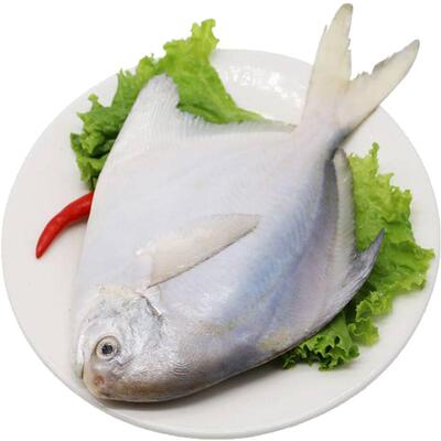 鲜优虹东海银鲳鱼鲜活冷冻