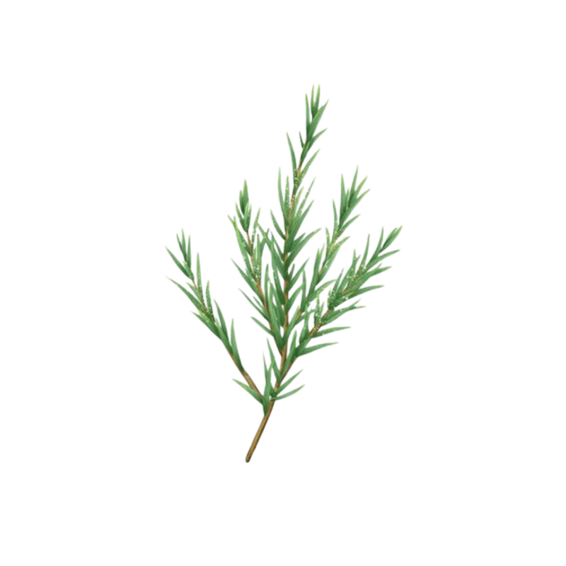 澳洲茶树茶树摄影纯露芳疗