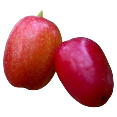 山茱萸树苗中药材山萸肉树苗地栽