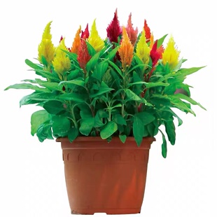 鸡冠花种子四季易种易活阳台盆栽花卉庭院景观绿化植物凤尾鸡冠花