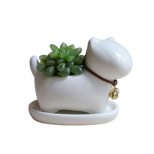 办公室桌面多肉仙人掌球植物室内幼儿园小盆栽工位绿植四季好养活