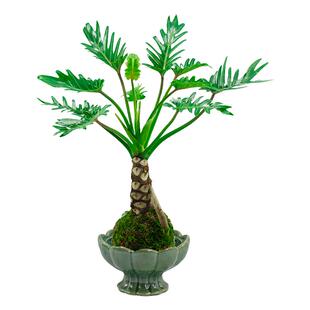 龙鳞春羽盆栽苔藓球老桩办公室内外耐阴水培植物净化空气桌面绿植