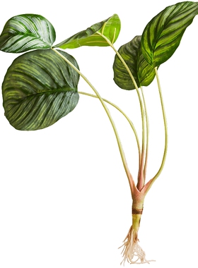 掬涵大羽蕨仿真蕨叶蕨类植物清新