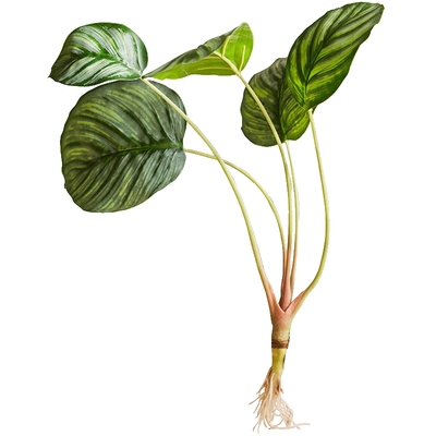 掬涵大羽蕨仿真蕨叶蕨类植物清新