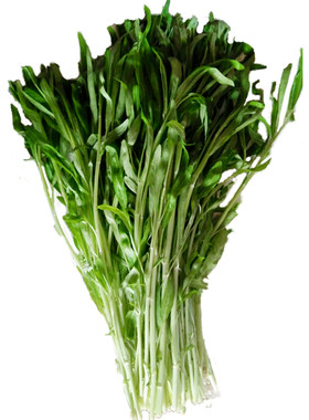 白梗空心菜种子通心菜南方种水上