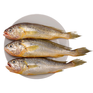真舟山小黄鱼黄花鱼新鲜冷冻野生大海鱼鲜活水产烧烤商用东海海鲜