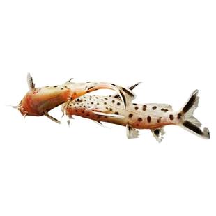 鱼官儿白金豹皮鲶鱼银河豹鲸南美小豹鲸清道夫工具鱼白子战车鼠