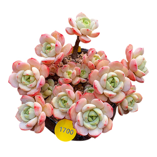 香草比斯有香味多肉植物热门贵货包邮一物一拍小老桩向阳派