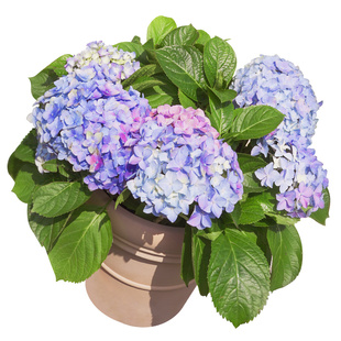 【晓光园绣球】虹越大花绣球花盆栽阳台庭院子地栽植物耐寒多年生