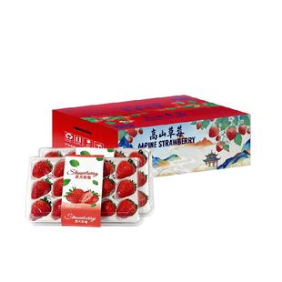 四川大凉山露天红颜草莓奶油草莓现摘新鲜水果生鲜时令礼盒
