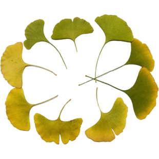 银杏叶干花押花压花真树叶贴画 植物标本教学diy儿童手工材料滴胶