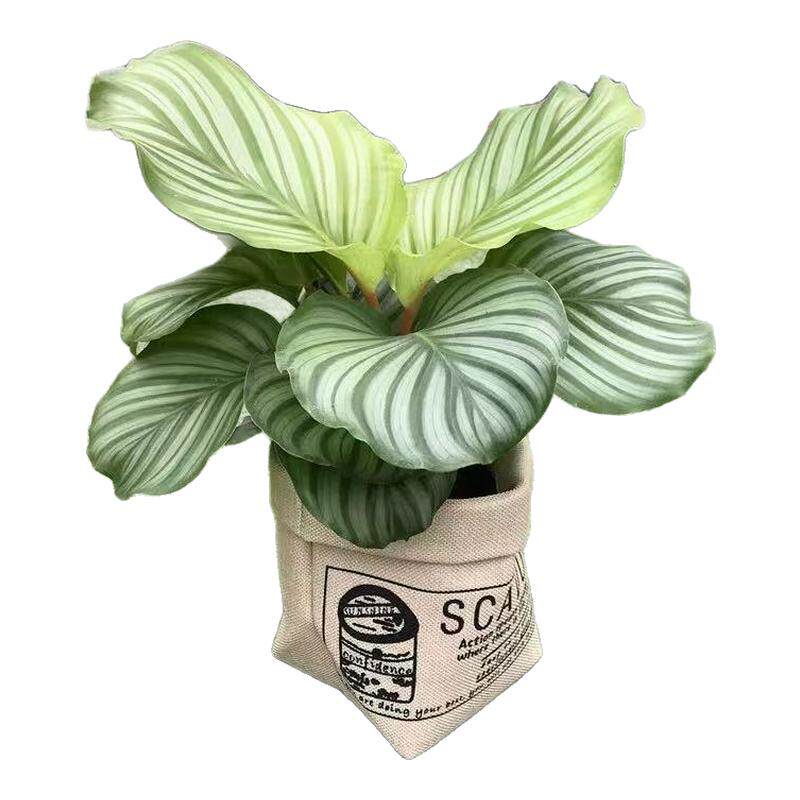 青苹果竹芋盆栽水培植物客厅孔雀