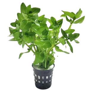 虎耳水草鱼缸水草鱼缸里的活水草植物装饰造景中后景阴性好养水草