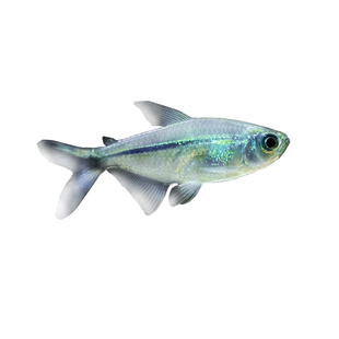 黑尾大勾鱼群游鱼小型热带观赏鱼淡水鱼大勾扯旗鱼红绿灯鱼斑马鱼