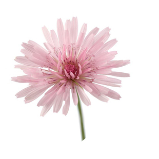 桃色千本蒲公英种子crepis rubra粉色还阳参花籽盆栽春秋播