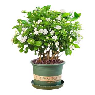 茉莉花苗盆栽带花苞九里香老桩驱蚊水培栀子花卉绿植物室内四季开