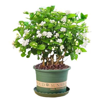 香水茉莉花重瓣浓香带花苞可泡茶