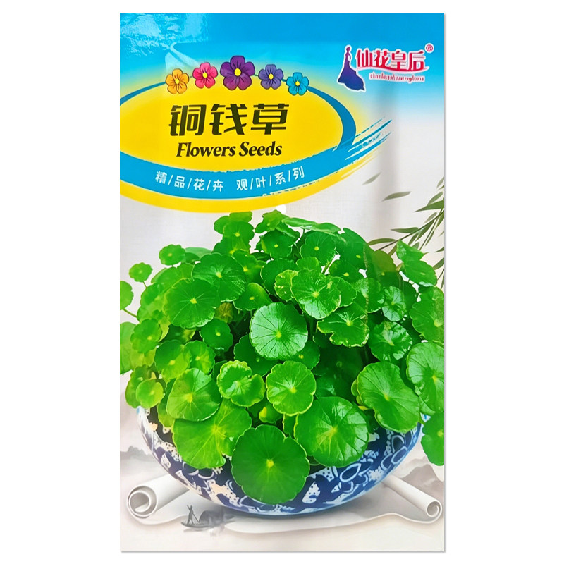 铜钱草种子土培水培观叶