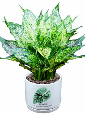 好养吉利红四季如意室内绿植花卉