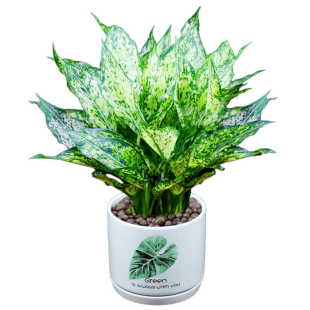 翡翠皇后盆栽万年青办公室内花好养观叶植物四季常青客厅桌面绿植