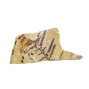 天然古生物二叠纪植物蕨类枝脉蕨化石头原石地质科普教学标本摆件