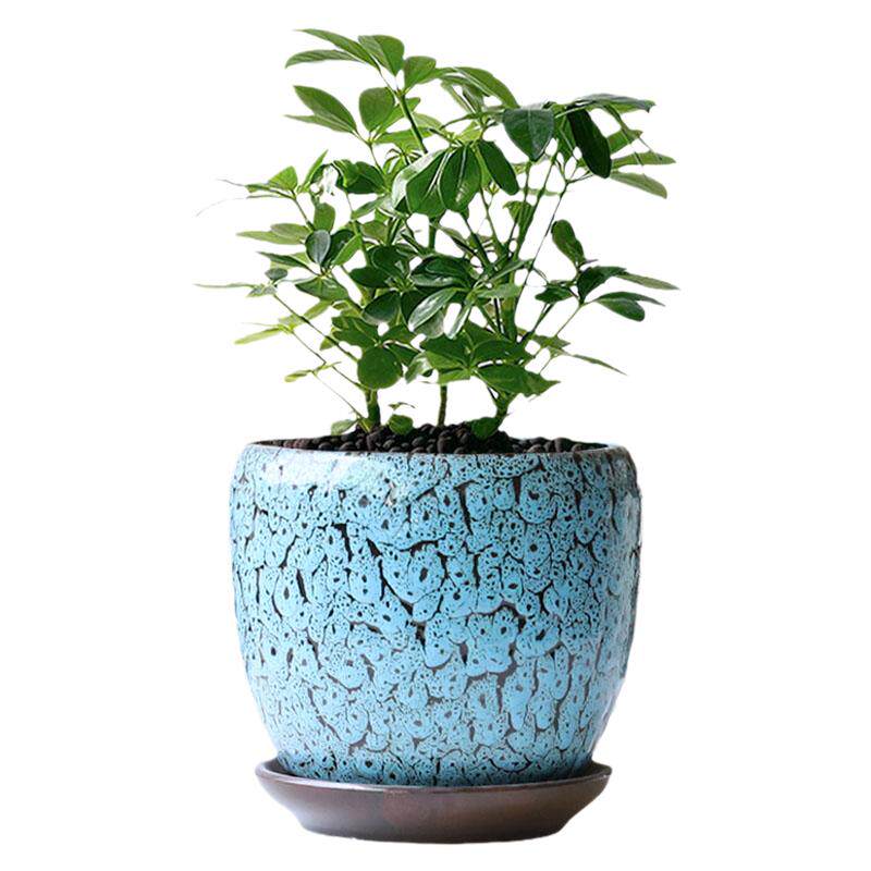 个性花盆陶瓷带托盘蛋形大号室内绿植绿萝吊兰多肉花盆家用清仓