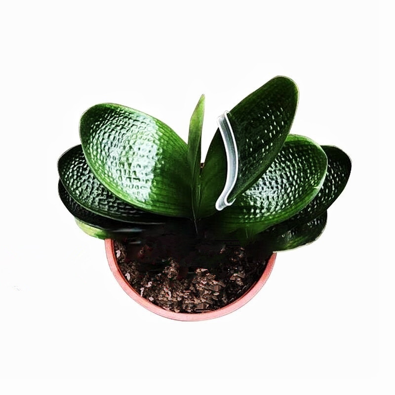 绿植贤知花魁猫耳朵虎头君子兰