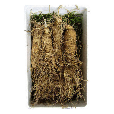 长白山鲜人参现挖特大泡酒煲汤