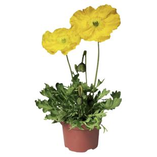 进口冰岛虞美人种子芭蕾舞系列春季秋季播种好发芽阳台专用花卉籽