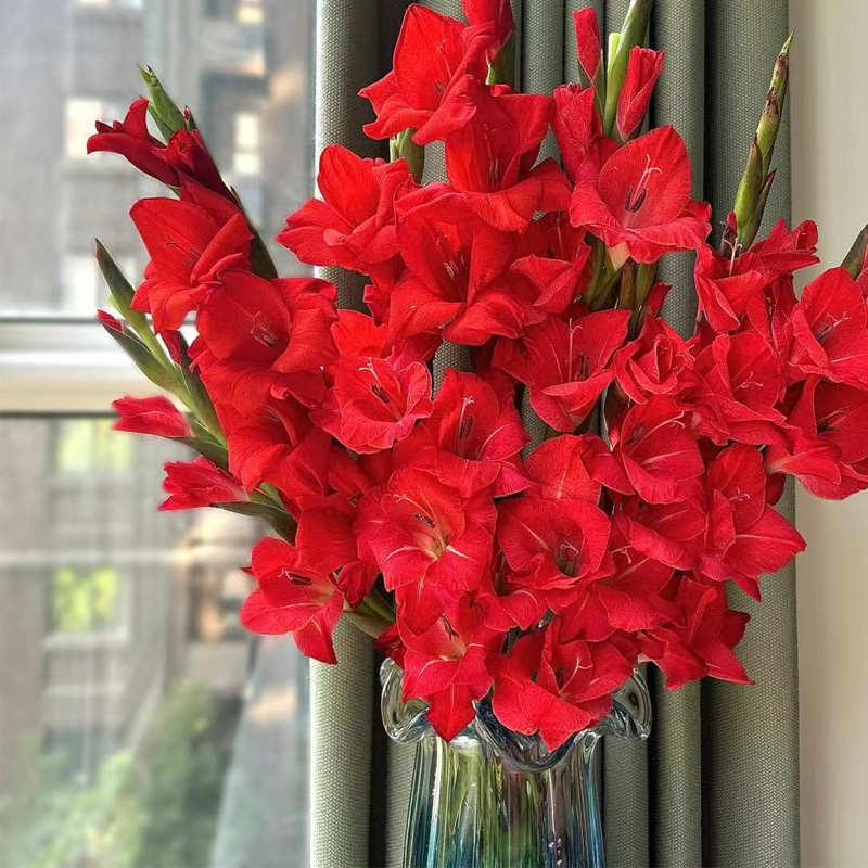 剑兰鲜花云南直发花期长水培鲜花紫剑兰原产地新鲜花发货家用真花