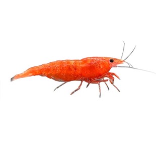 极火虾观赏虾淡水宠物虾樱花虾黑壳虾除藻虾米虾水晶虾大号观赏虾