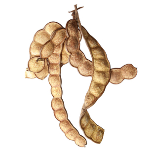 天然榼藤豆荚一物一拍巨型种子植物果实标本空间装饰悬挂平安豆子