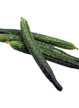 黄瓜种子青皮绿肉刺油亮黄瓜籽清香甜脆春秋季瓜果蔬菜孑甜脆瓜王
