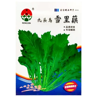 雪里红种子蔬菜种子雪里蕻腌菜种籽花叶雪菜辣菜九头鸟孑雪菜泡菜