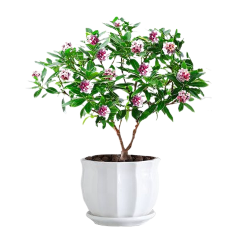 金边瑞香盆栽浓香型带花苞