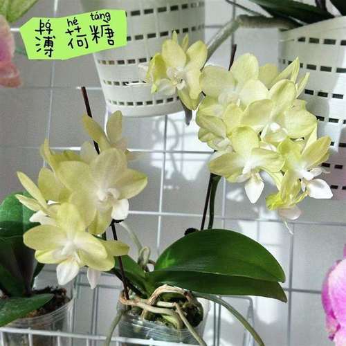 新疆包邮蝴蝶兰【实生大舌头】网红爆款大花型好养活耐开型2.8寸