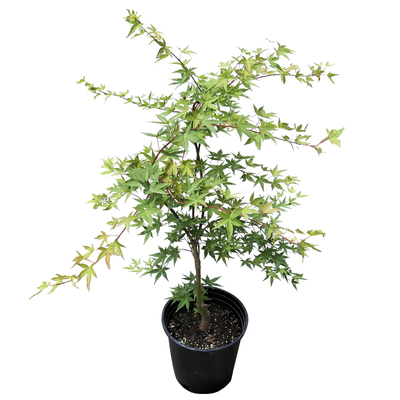 枫树盆栽流泉垂枝红枫