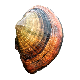 河蚌淡水鲜活 野生食用河蚌水产可观赏河蚌活体河蚌苗5斤包邮