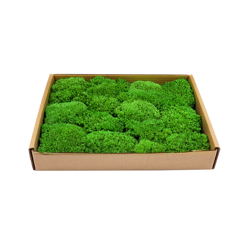 植物城堡永生苔藓景观造景免浇水