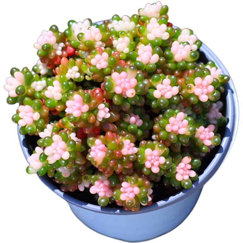 彩色浆果盆栽绿植花卉多肉多肉植物组合室内植物含盆土栽好种好
