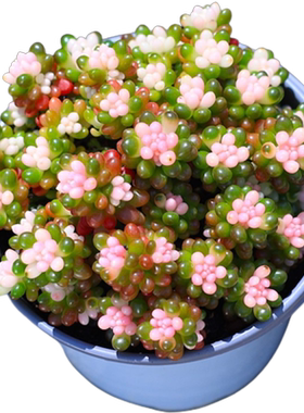 彩色浆果盆栽绿植花卉含盆土组合