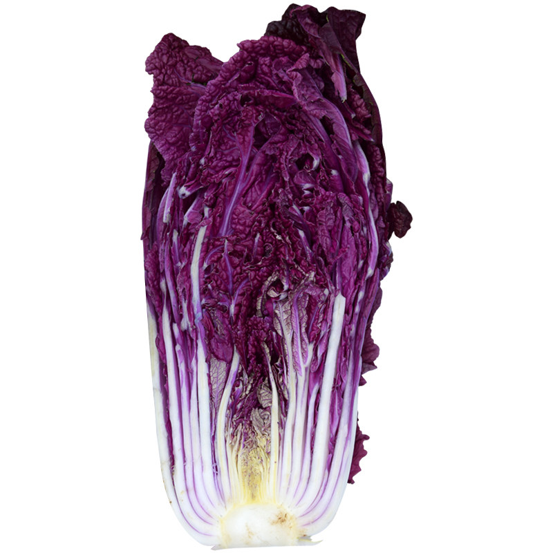 蔬菜阳台盆栽特色紫白菜种子