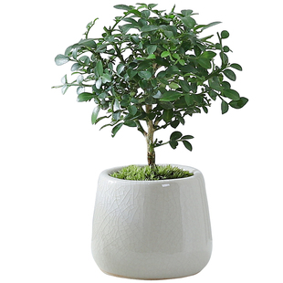 达摩九里香盆栽室内桌面客厅好养活花卉迷你绿植净化空气四季常青