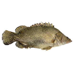 大湖野捕桂鱼新鲜活鱼现杀生态鳜鱼季花桂花鱼鳌花鱼淡水鱼发顺丰