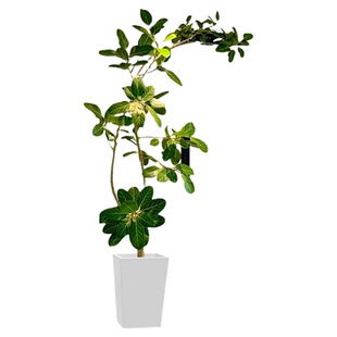 网红孟加拉榕盆栽大型绿植黄金榕高山榕树室内客厅落地橡皮面包树